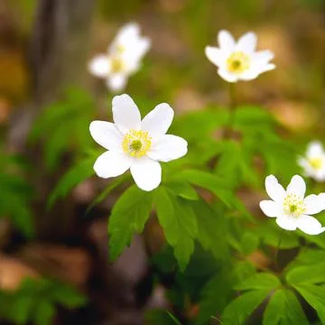 Snowdrops, first spring flowers,  selective focus Stock Photos