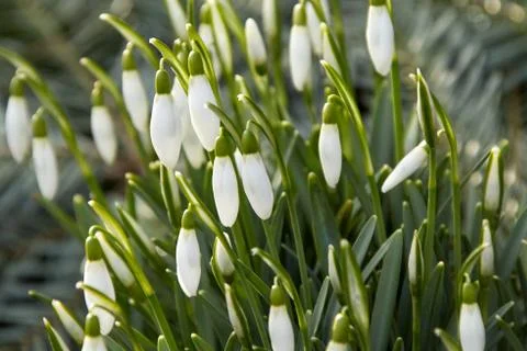 Snowdrops in the first sun of the year . Stock Photos