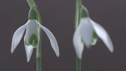 Snowdrops, flower heads Stock Footage 232264365