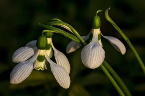 Snowdrops flower Stock Photos