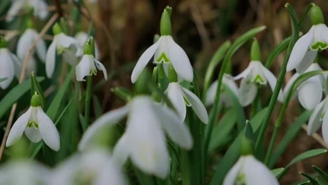 Snowdrops, flower, spring. White snowdrops bloom in garden, early spring, 動画素材 268902765
