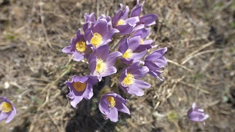 Snowdrops flowers 2 Video stock 108208969