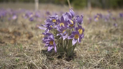Snowdrops flowers Video stock 108209278