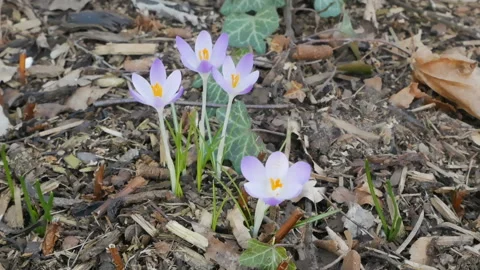 Snowdrops flowers in the ground under wind Stock Footage 103453792