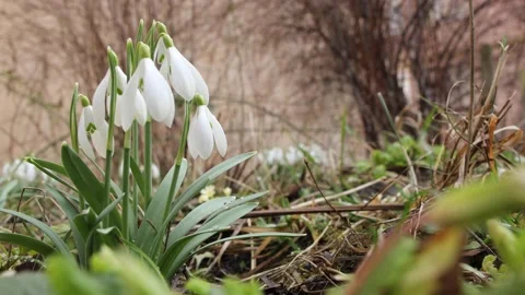 Snowdrops Flowers hanging on a wind at springtime Stock Footage 146521022
