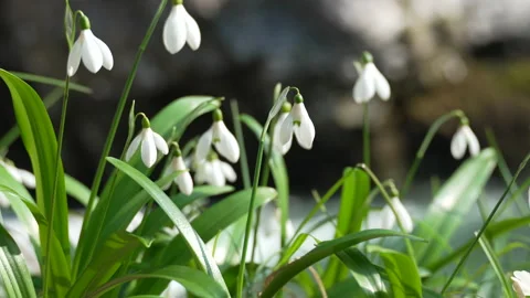 Snowdrops Flowers Spring Bloom: Garden springtime blossoms symbolize hope and Stock Footage 313471383