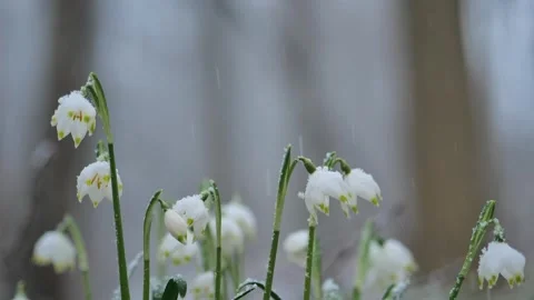 Snowdrops flowers in the spring forest. Spring first white flowers Stock Footage 258282230
