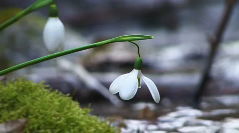 Snowdrops Stockbeeldmateriaal 995419