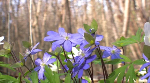 Snowdrops  스톡 동영상 1656717