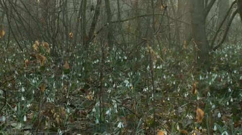 Snowdrops Stock-Footage 11632589