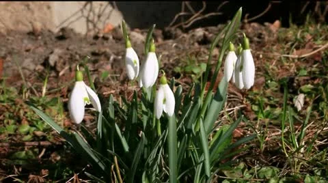 Snowdrops Stock Footage 12270742