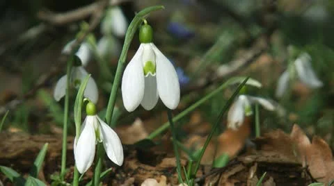 Snowdrops Stock-Footage 22394123