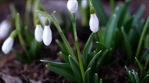 Snowdrops. Stock Footage 47927651