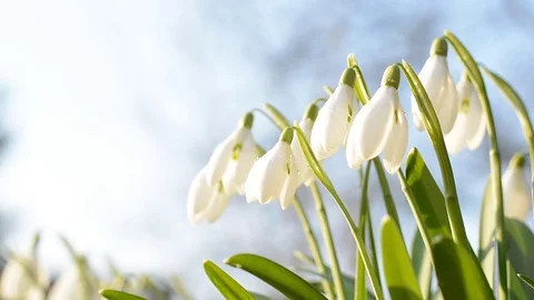 Snowdrops Stock Footage 73620207