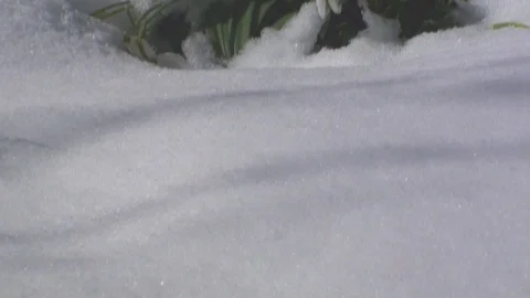 Snowdrops 库存影片 85695650