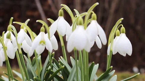 Snowdrops Stock Footage 106085525