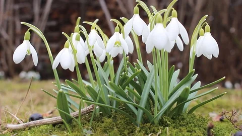 Snowdrops Stock Footage 106085569