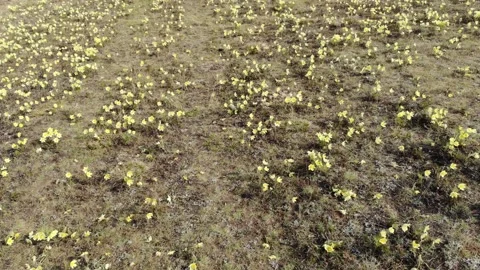 Snowdrops Video stock 139551983