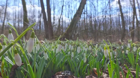 Snowdrops Stock Footage 151178169