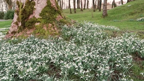 Snowdrops Stock Footage 171342076