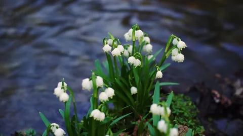 Snowdrops Stock Footage 171804524