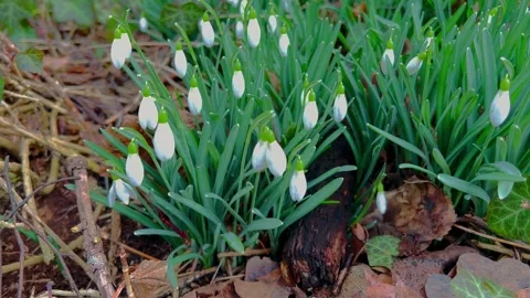 Snowdrops  Video stock 235316498