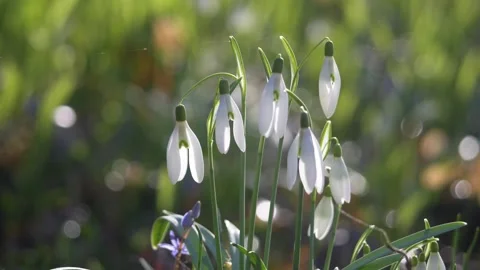 Snowdrops Video stock 265874781