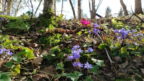 Snowdrops in the forest 1 Stock Footage 332622577