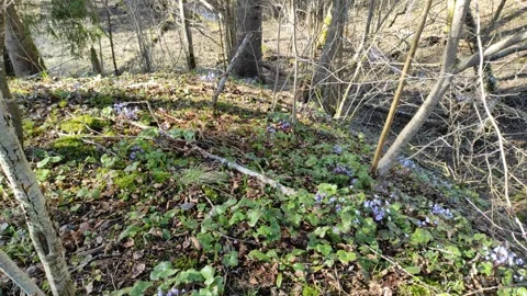 Snowdrops in the forest 2 Stock Footage 332622572