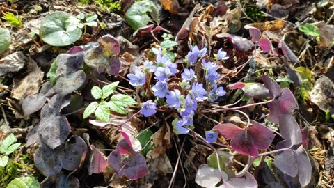Snowdrops in the forest 3 Stock Footage 332622538