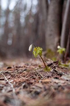 Snowdrops in the forest with beautiful soft light marking the coming Stock Photos