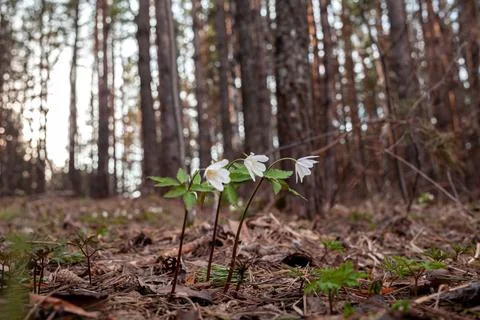 Snowdrops in the forest with beautiful soft light marking the coming Stock Photos