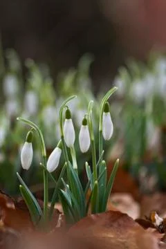 Snowdrops on a forest bedding. Stock-Fotos