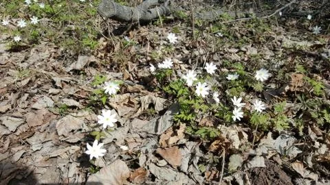 Snowdrops in the forest in the early spring. Wild flowers on the meadow Stock Photos