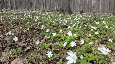 Snowdrops in the forest in the early spring. Wild flowers on the meadow Stock Photos