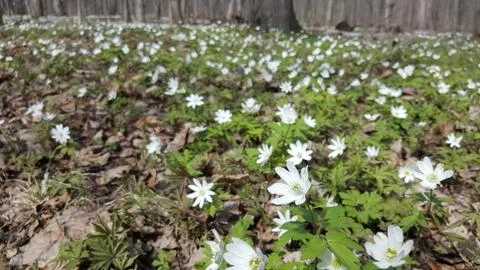 Snowdrops in the forest in the early spring. Wild flowers on the meadow Stock Photos
