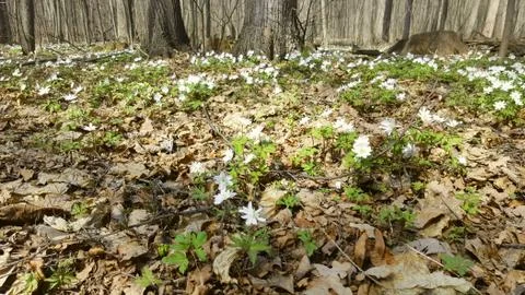 Snowdrops in the forest in the early spring. Wild flowers on the meadow Stock Photos