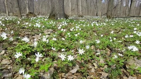 Snowdrops in the forest in the early spring. Wild flowers on the meadow Stock Photos