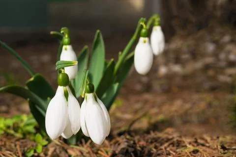 Snowdrops on forest floor. Close-up with selective focus Stock Photos