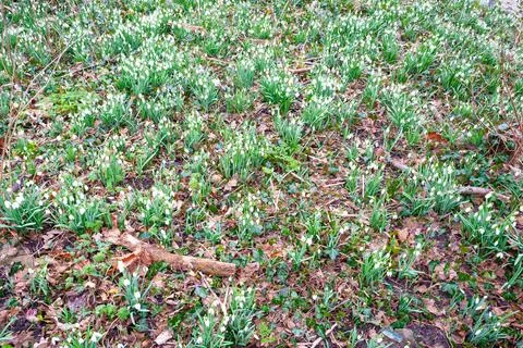 Snowdrops on the forest floor Stock Photos