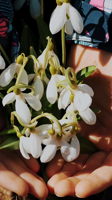 Snowdrops in the forest. flowering snowdrops. close-up. child's hands, palms are Stock Footage 314565466