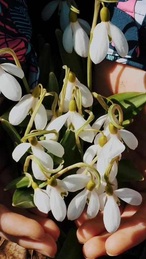 Snowdrops in the forest. flowering snowdrops. close-up. child's hands, palms are Stock Footage 316263496