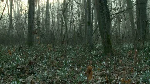 Snowdrops forest Stock-Footage 11632352