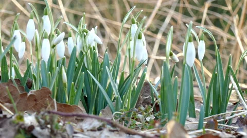 Snowdrops in the forest Stock Footage 47516355