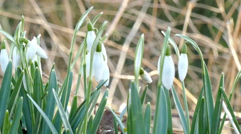 Snowdrops in the forest Stock Footage 47516940
