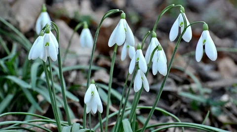 Snowdrops in the forest Stock Footage 48966630