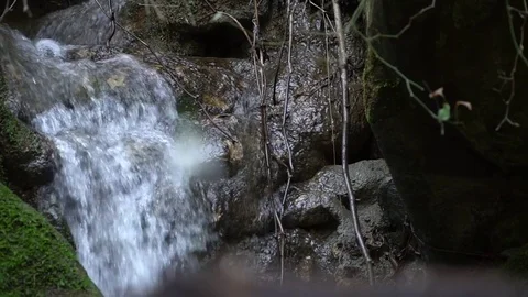 Snowdrops in the forest Vidéo 84727485