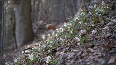 Snowdrops in forest Stock Footage 88432577