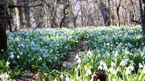 Snowdrops in the forest Stock Footage 126289622