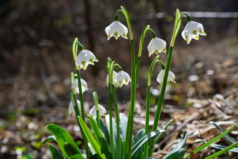Snowdrops in the Forest Light Stock Photos